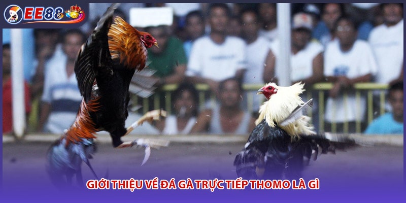 Giới thiệu về đá gà trực tiếp thomo là gì